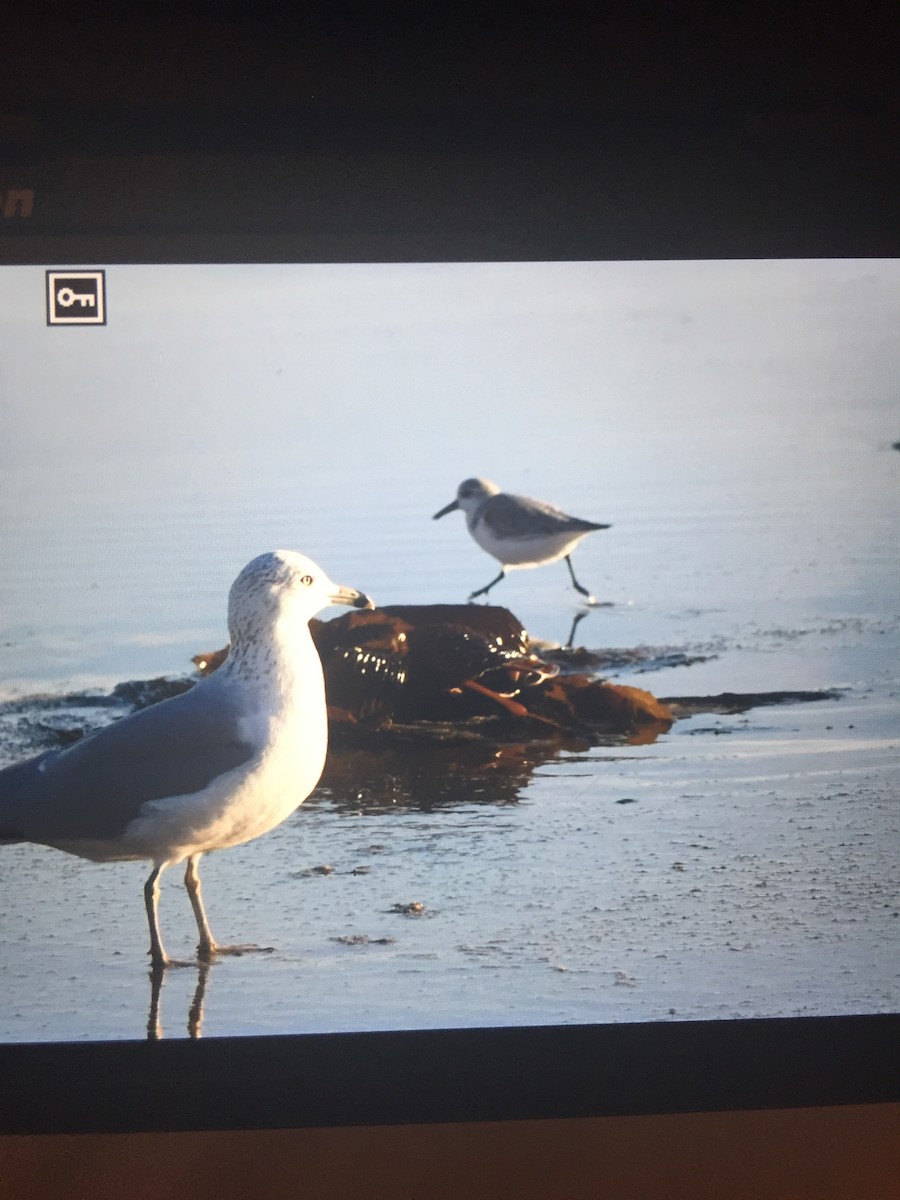 Bécasseau sanderling - ML131959131