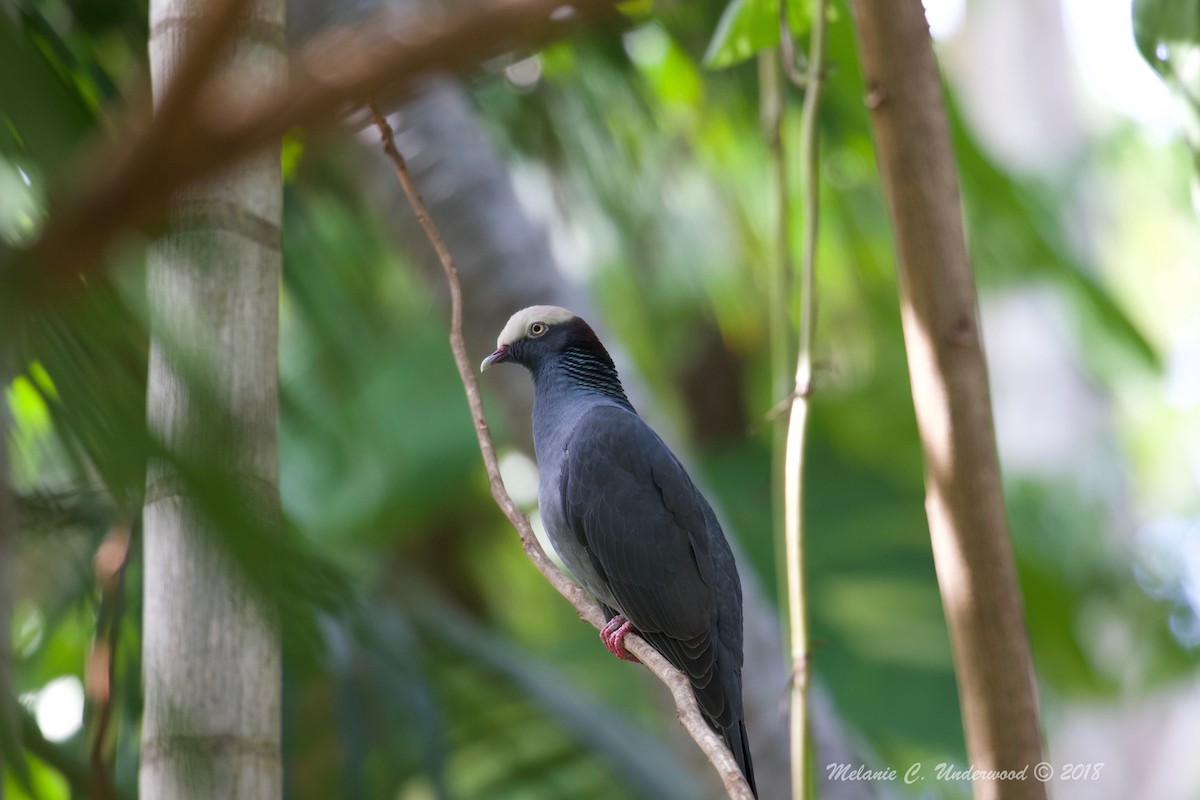 White-crowned Pigeon - Melanie Underwood