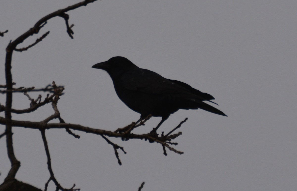 American Crow - ML131960731