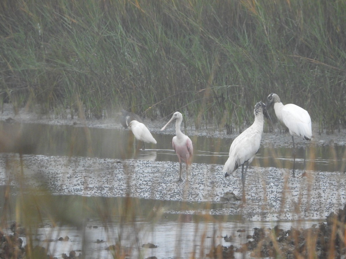 Roseate Spoonbill - ML131961361