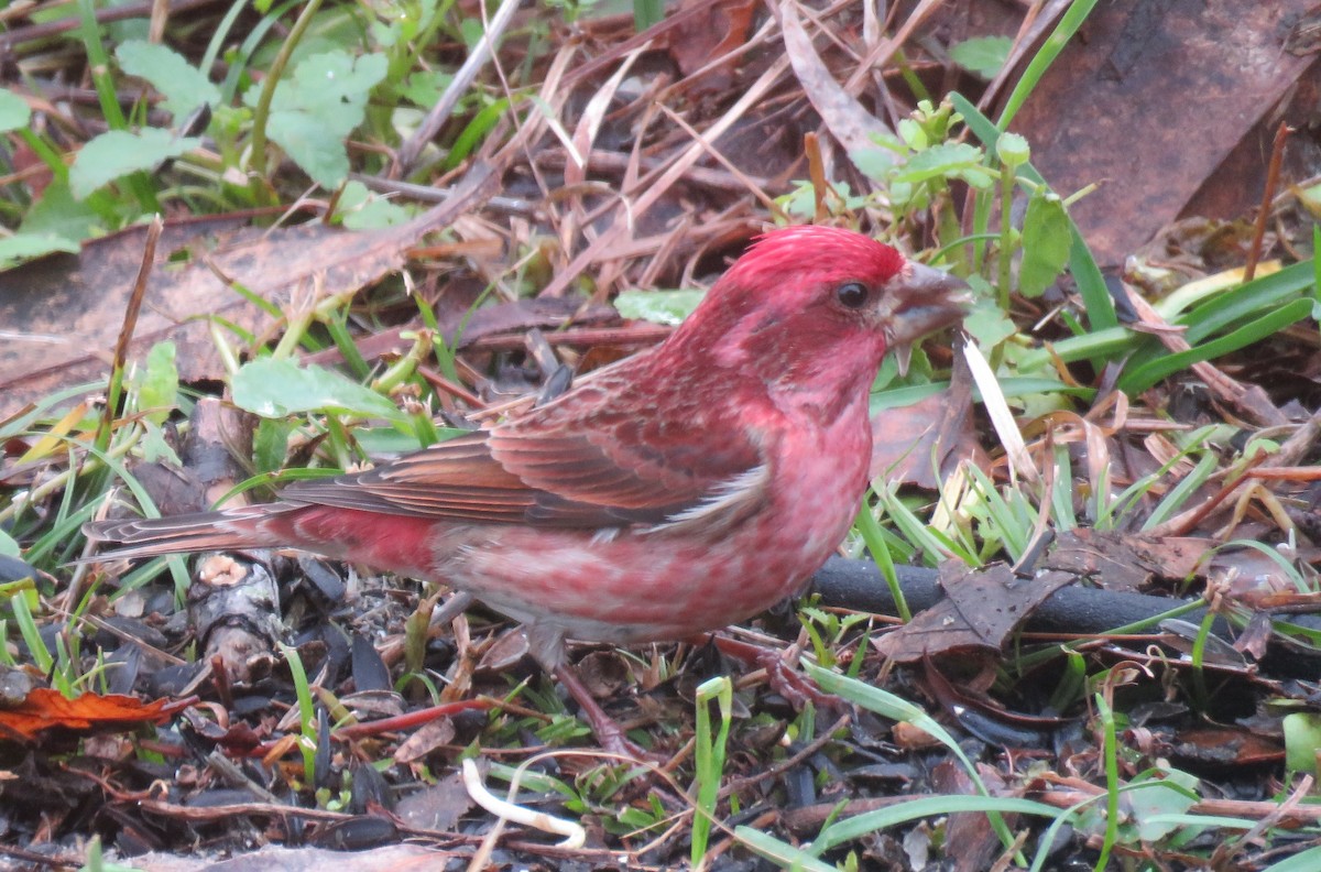 Purple Finch - ML131961511