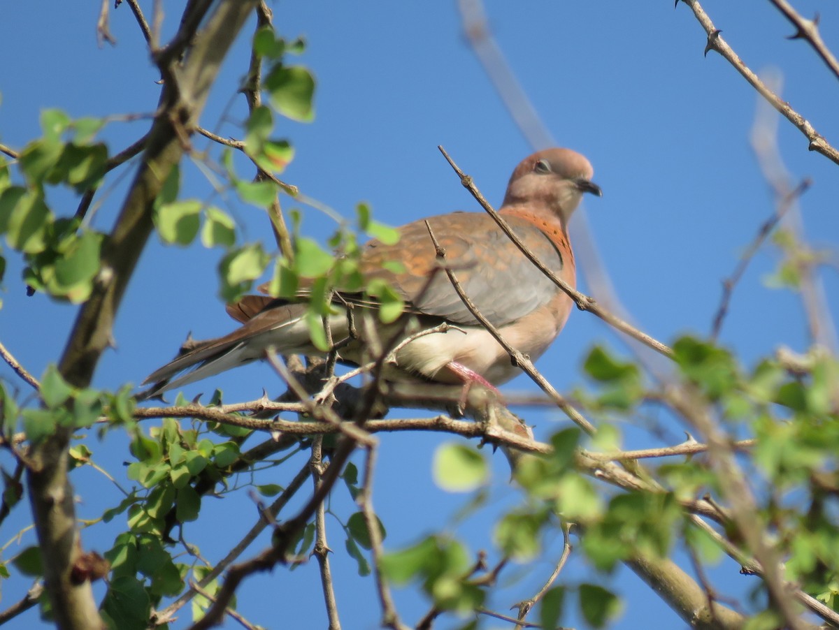 Laughing Dove - ML131962031
