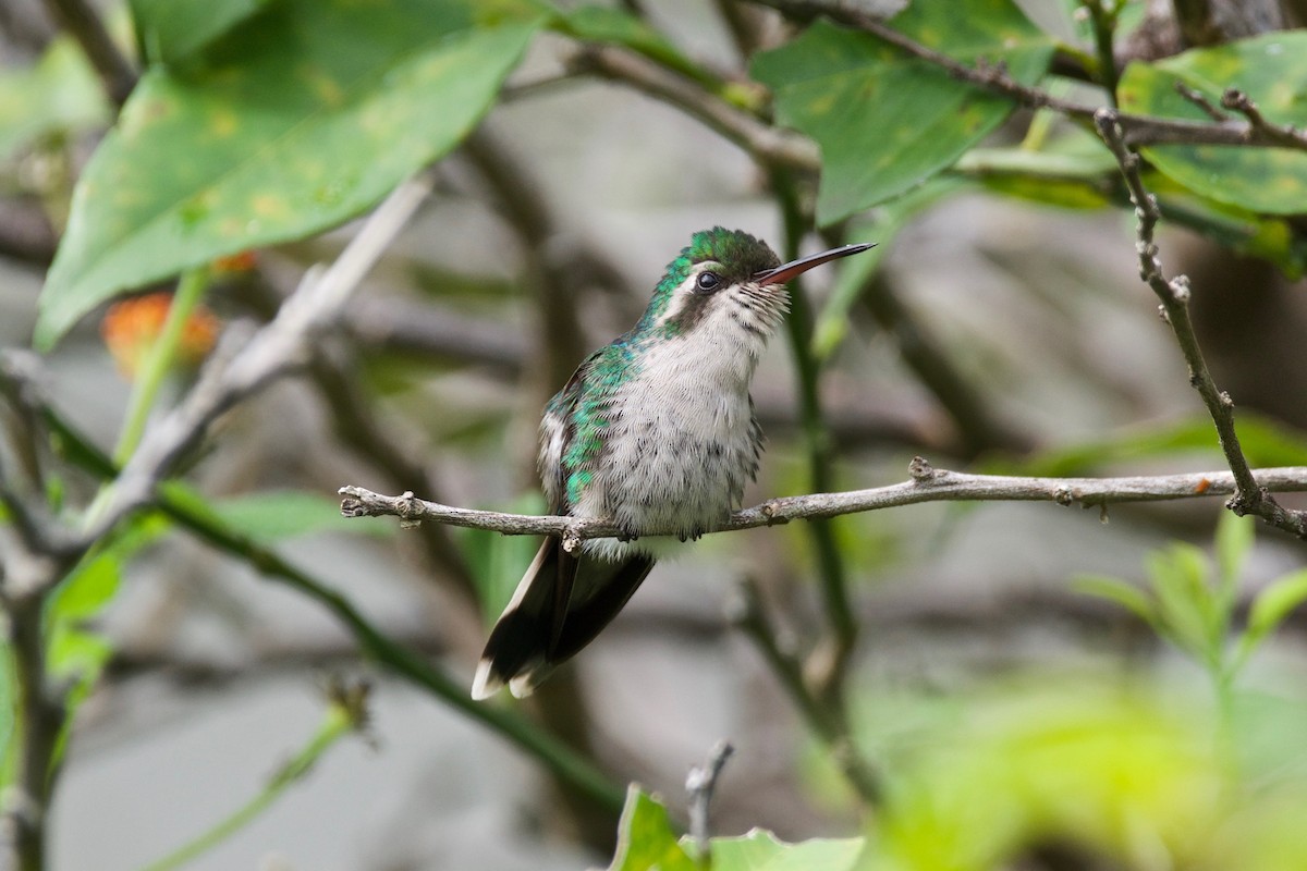 Cozumel Emerald - Ian Jarvie