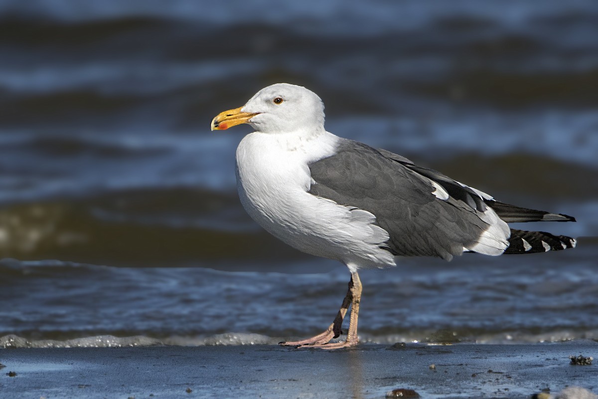 Western Gull - ML131963141