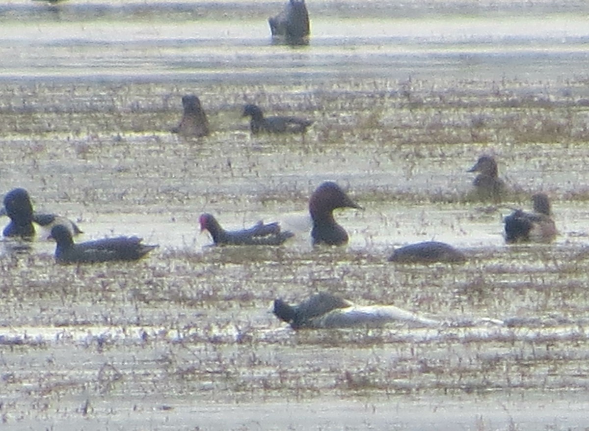 Canvasback - ML131963361