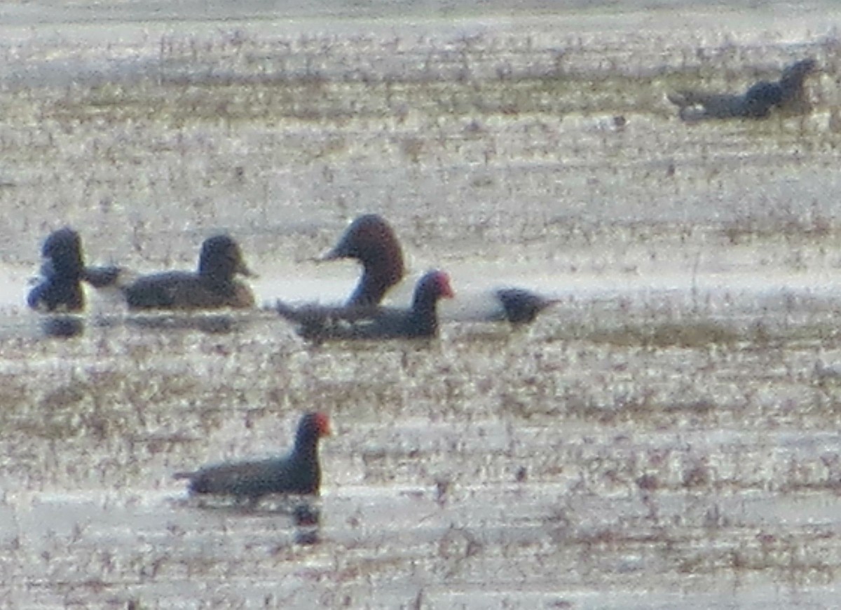 Canvasback - ML131963381