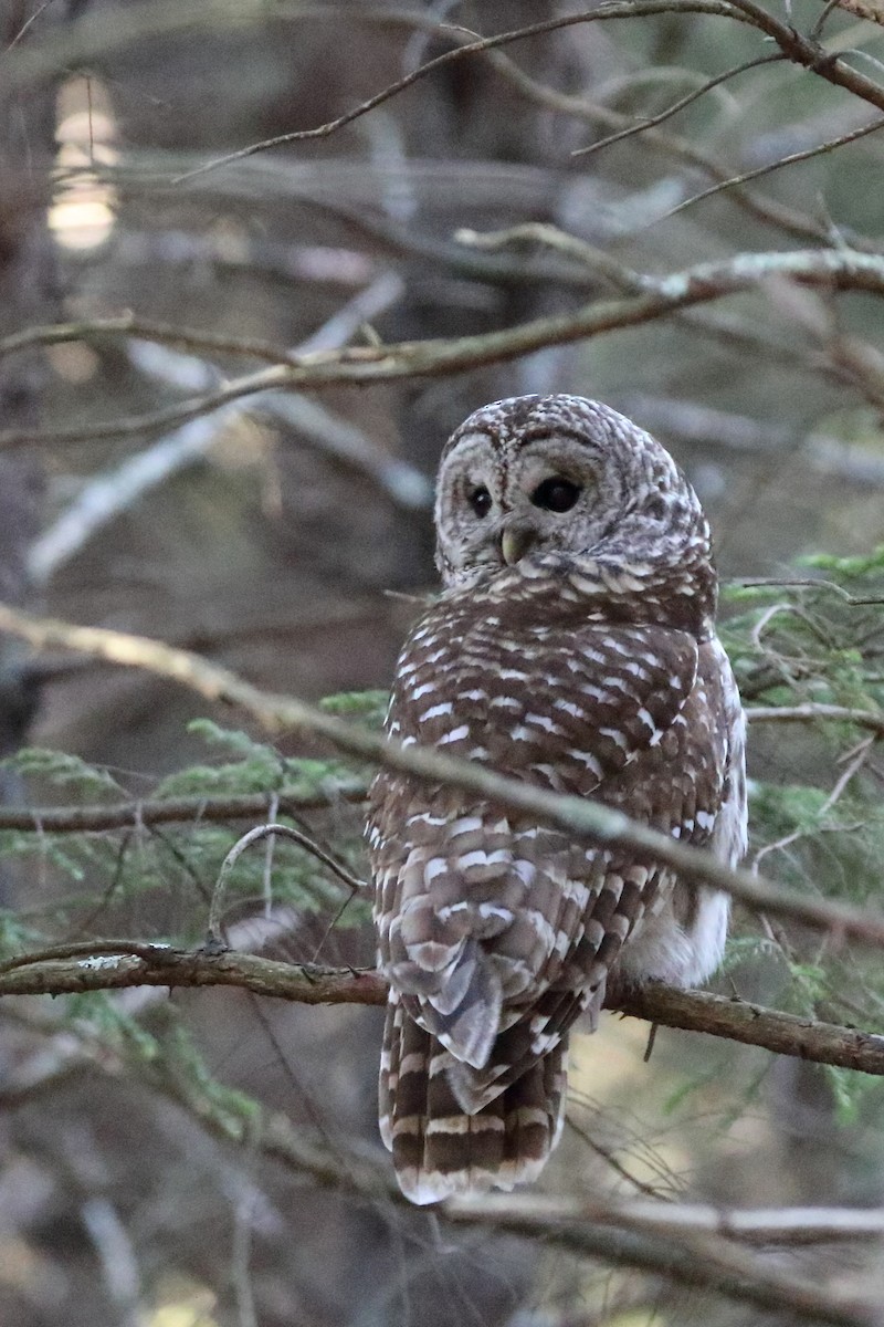 Barred Owl - Andrew Elgin