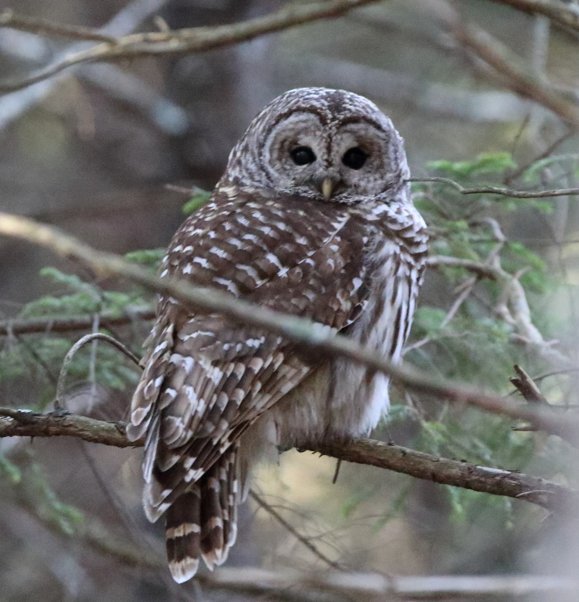 Barred Owl - ML131964621