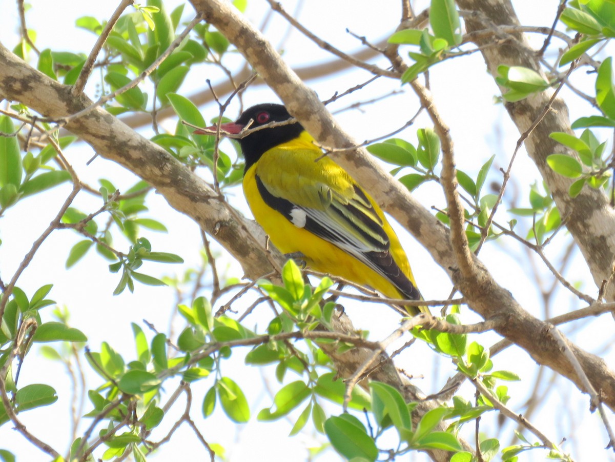 African Black-headed Oriole - ML131964771