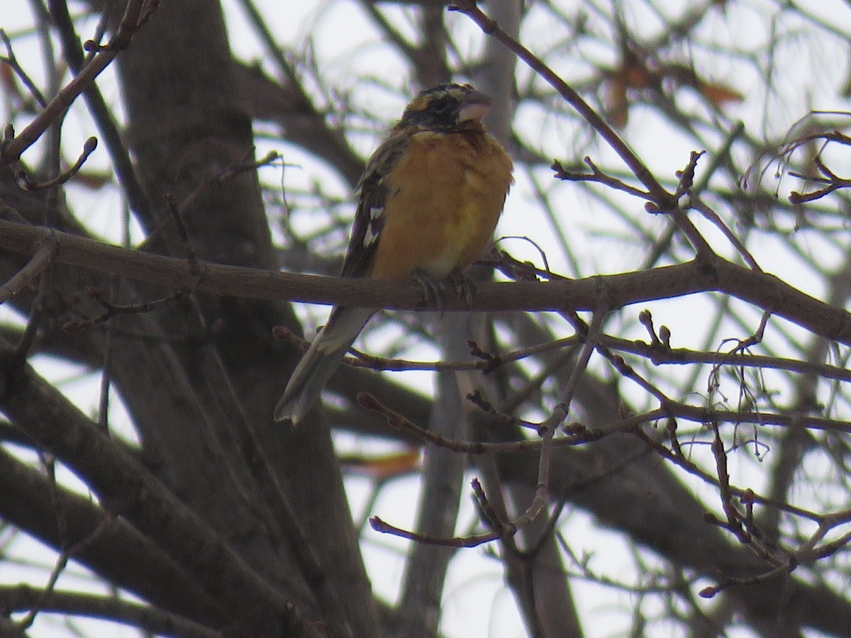 Black-headed Grosbeak - ML131968331