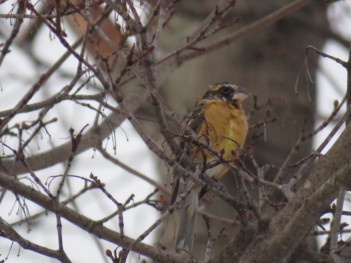 Black-headed Grosbeak - ML131968831