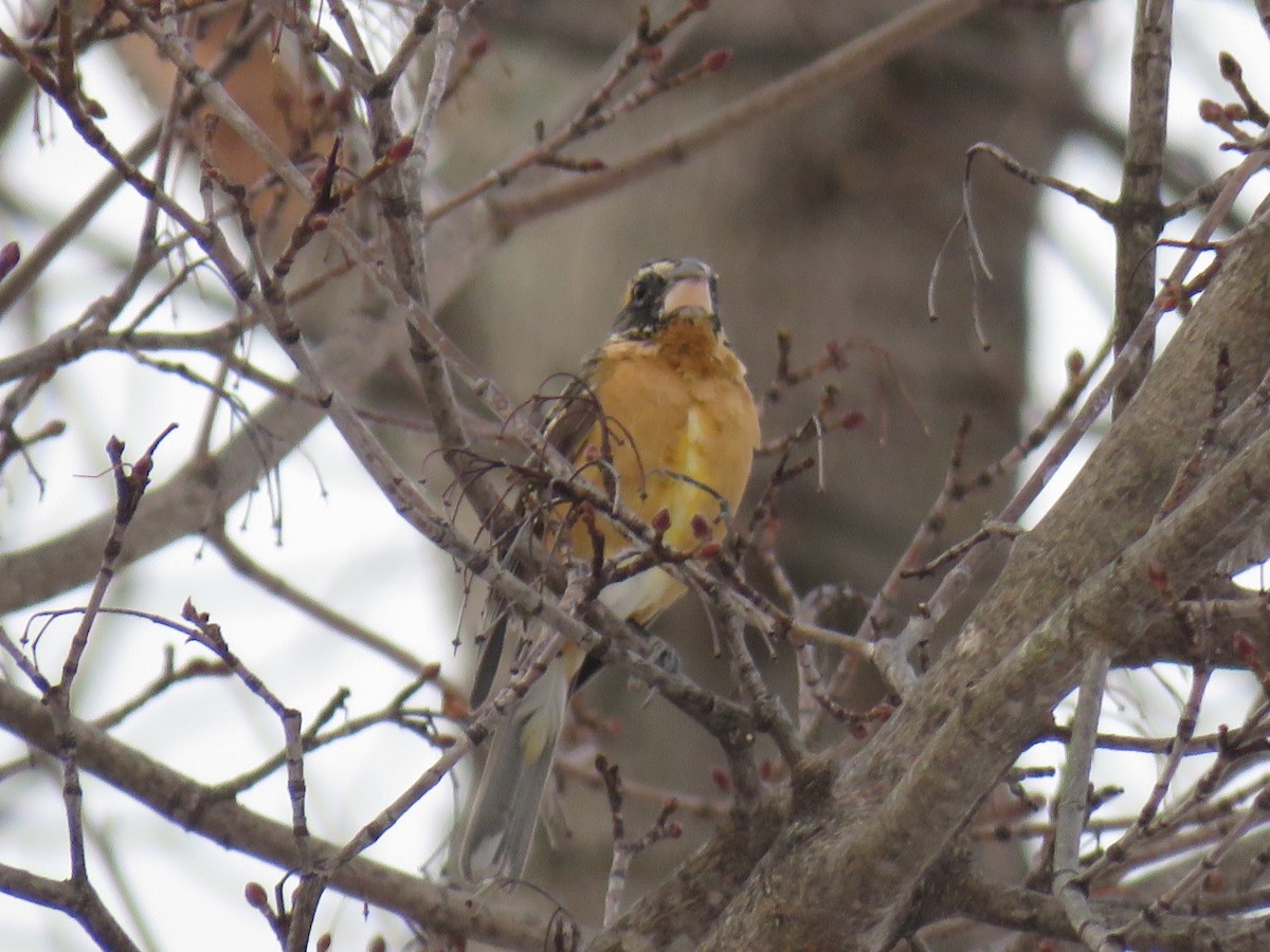 Black-headed Grosbeak - ML131968881