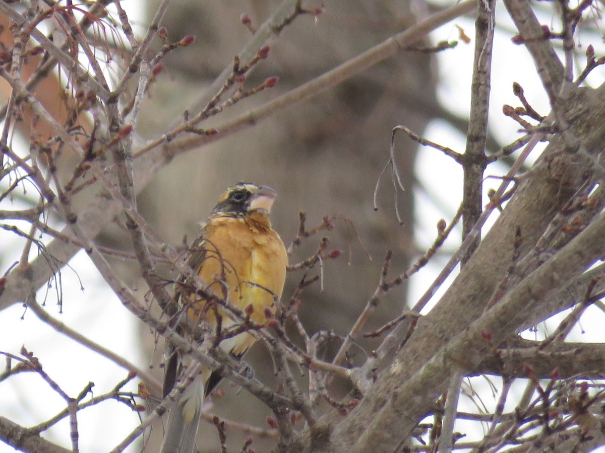 Black-headed Grosbeak - ML131968891