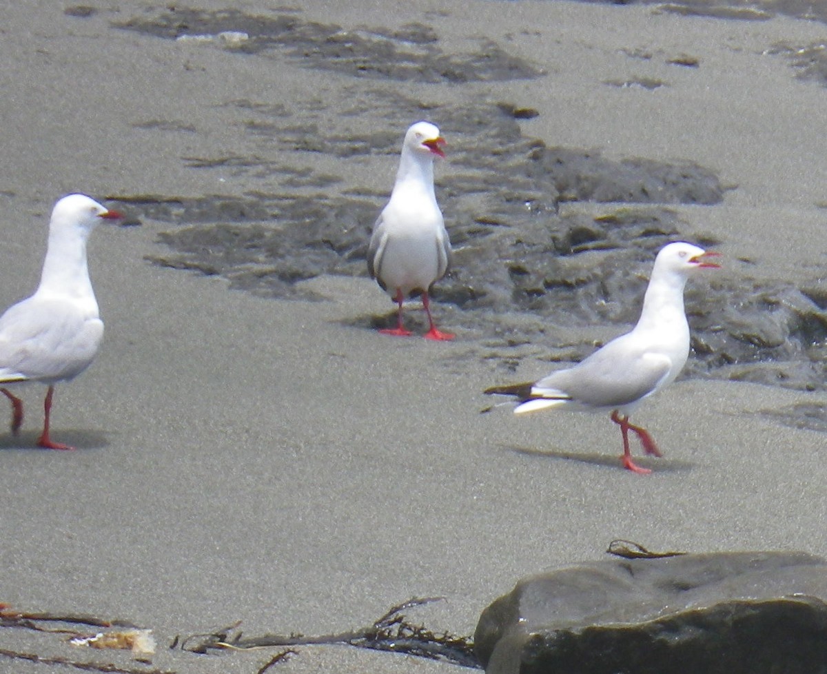 Silver Gull (Red-billed) - ML131969911