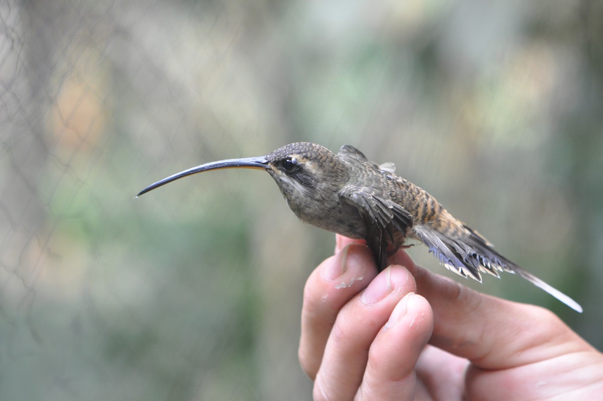 Tawny-bellied Hermit - ML131972411