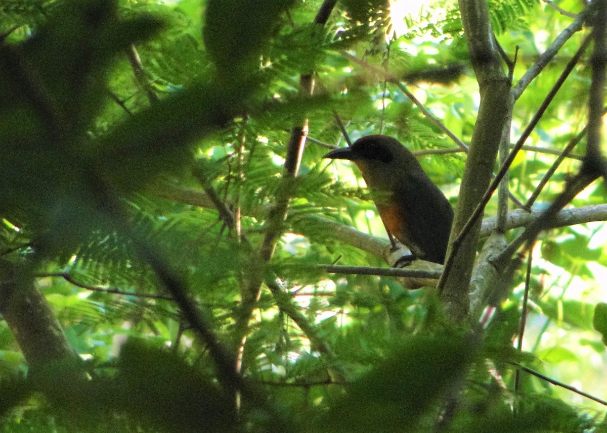 Rufous-capped Motmot - ML131973391