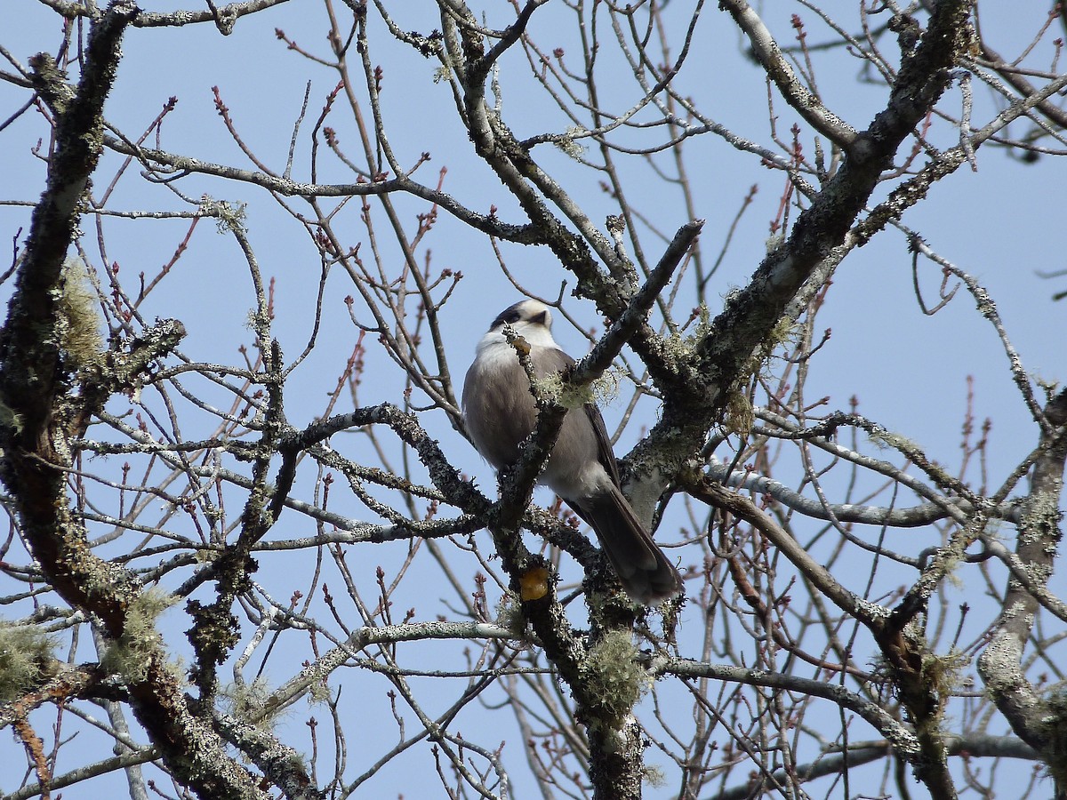 Canada Jay - Rick Whitman