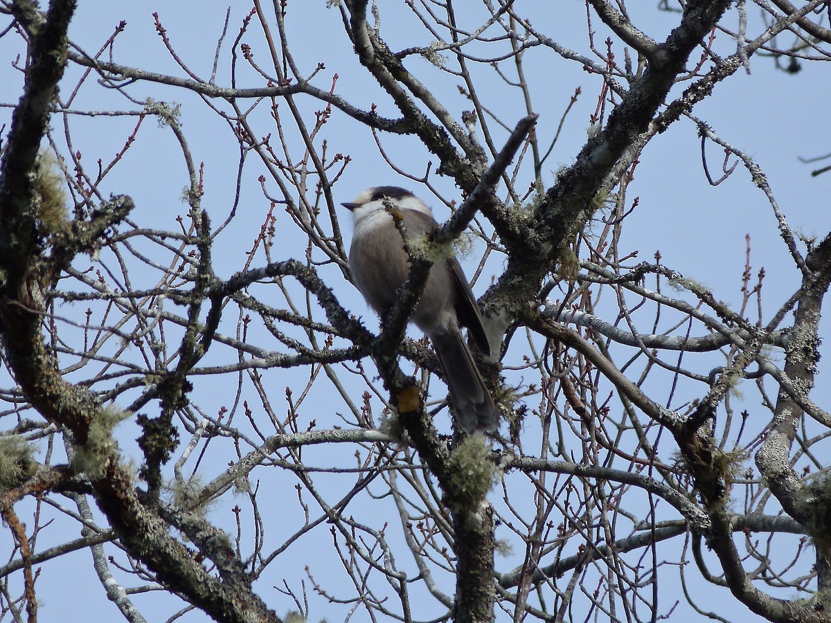 Canada Jay - Rick Whitman