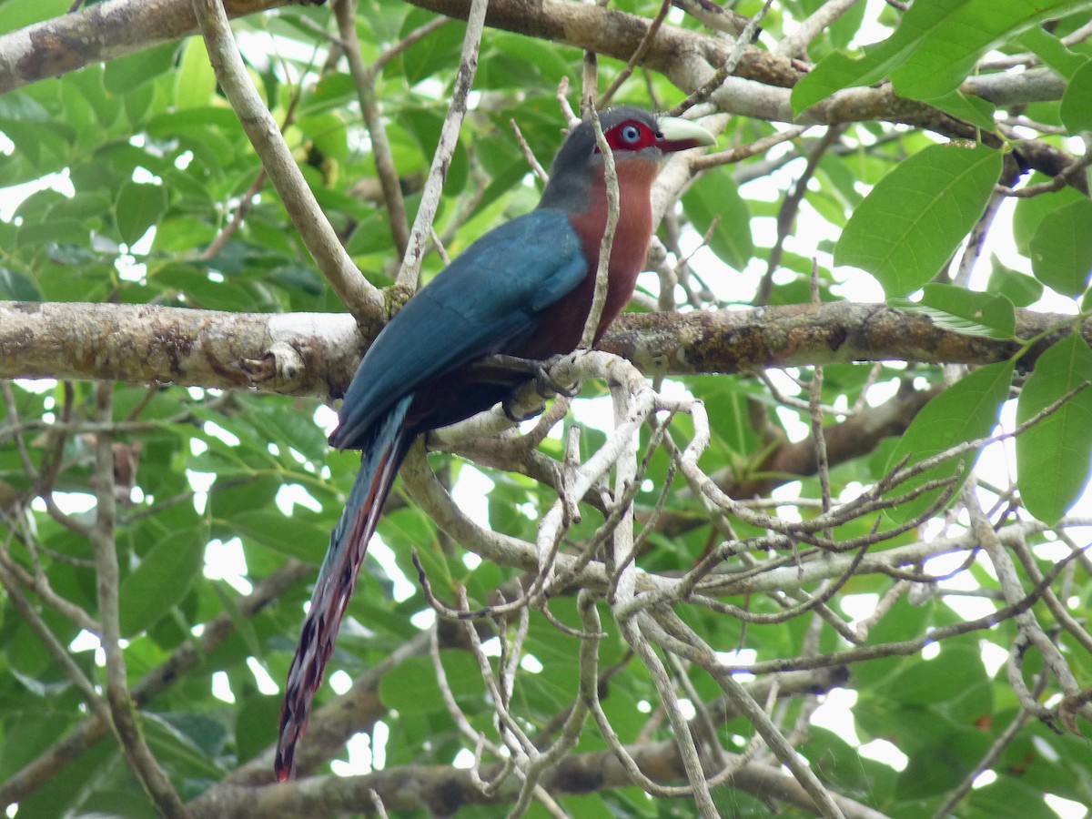 Chestnut-breasted Malkoha - ML131974361