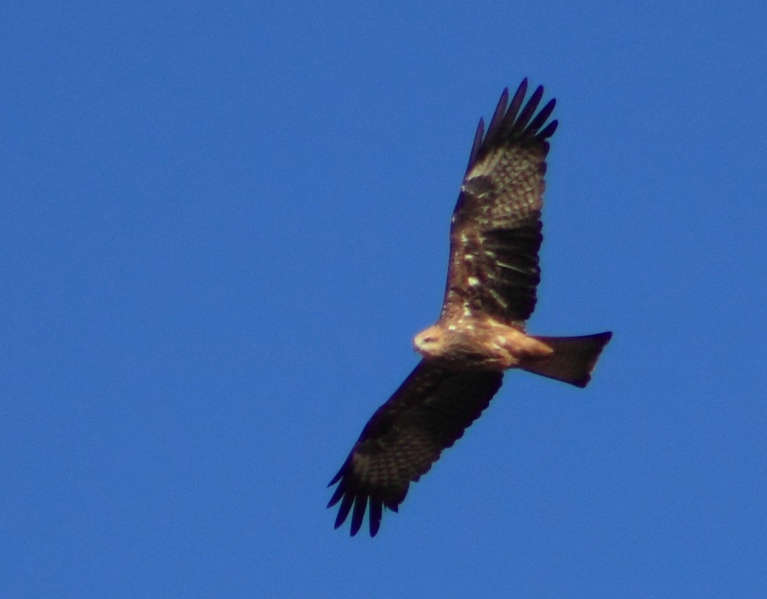 Black Kite - ML131974541