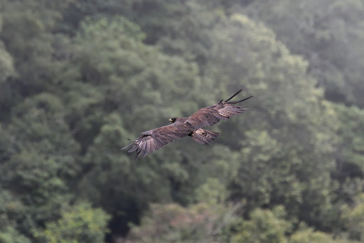 Black Eagle - terence zahner