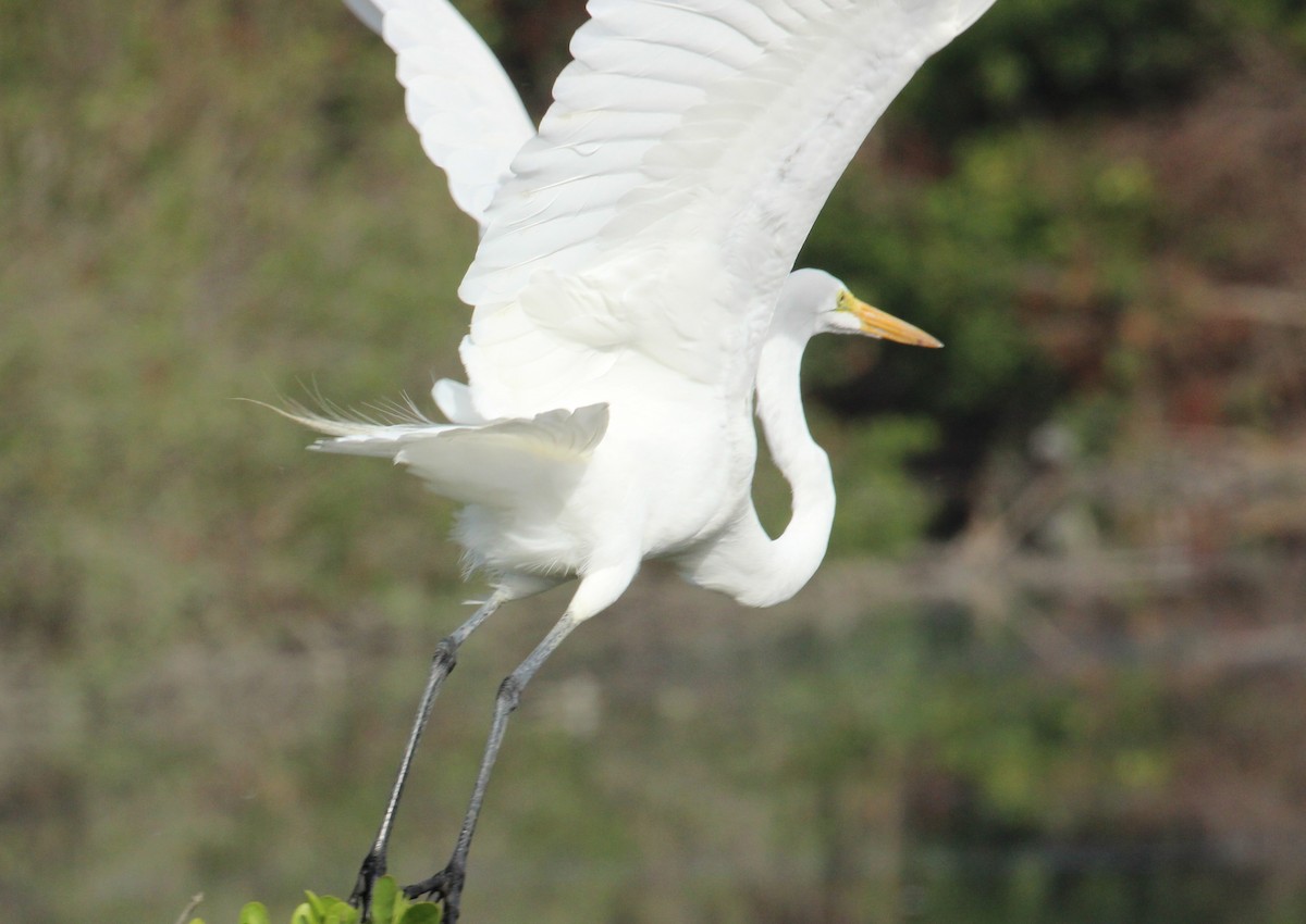 Great Egret - Chuck Gates