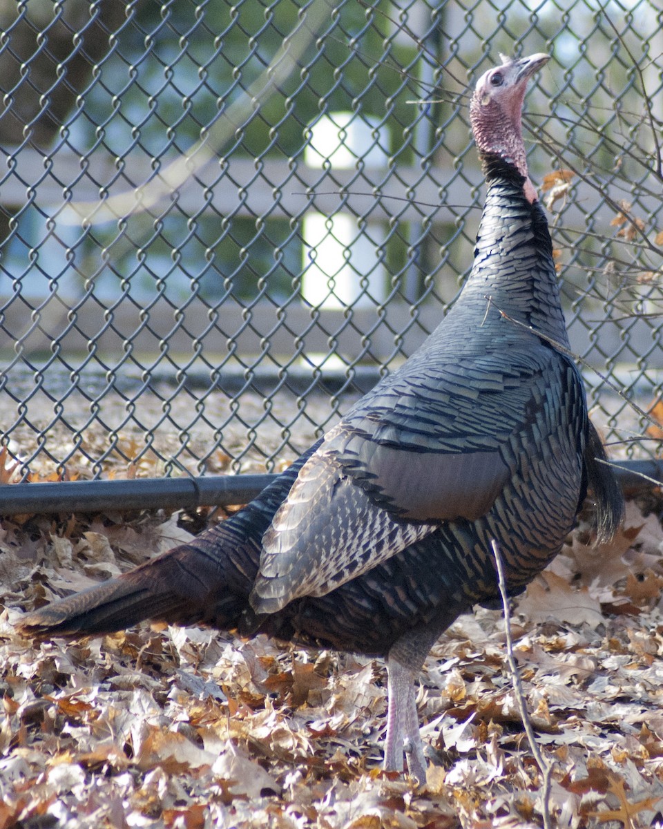 Wild Turkey - Jasper Weinberg