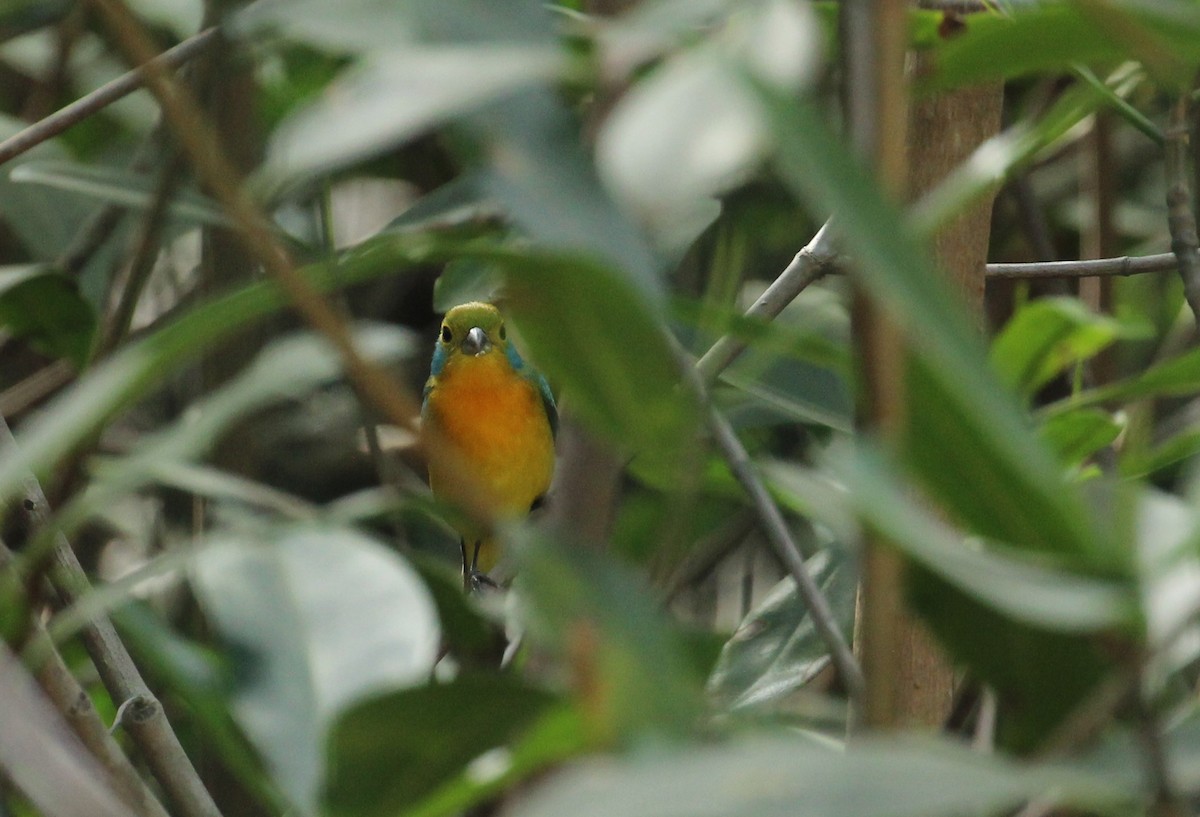 Orange-breasted Bunting - Chuck Gates