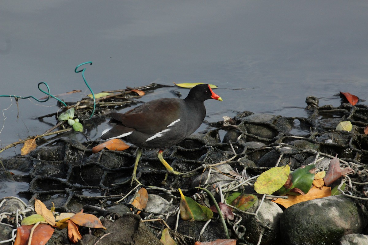 Common Gallinule - ML131979231