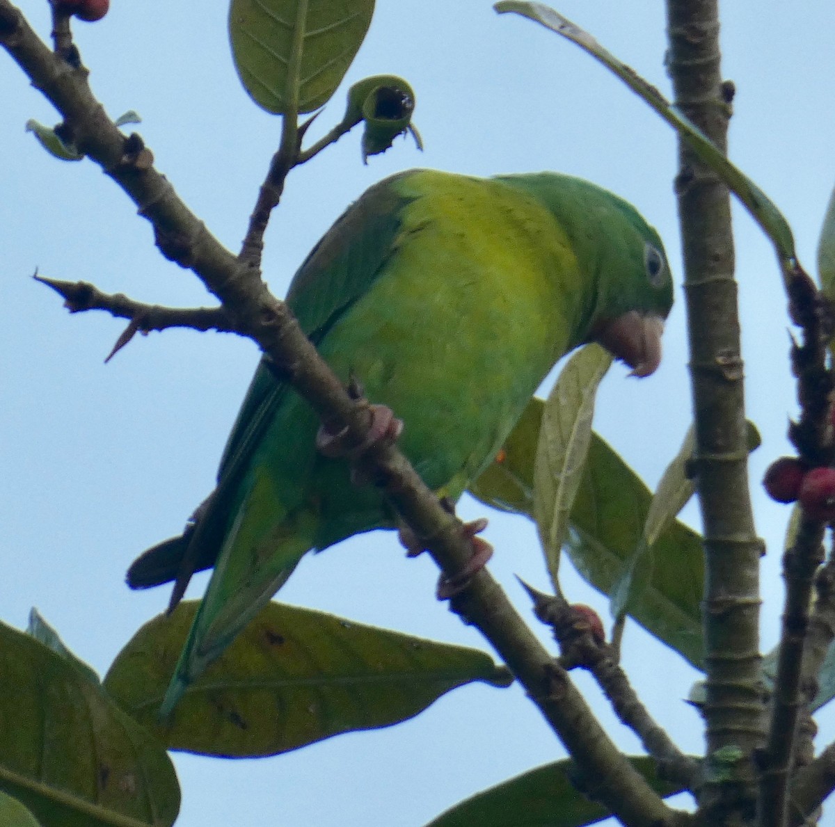 Orange-chinned Parakeet - Gary Byerly