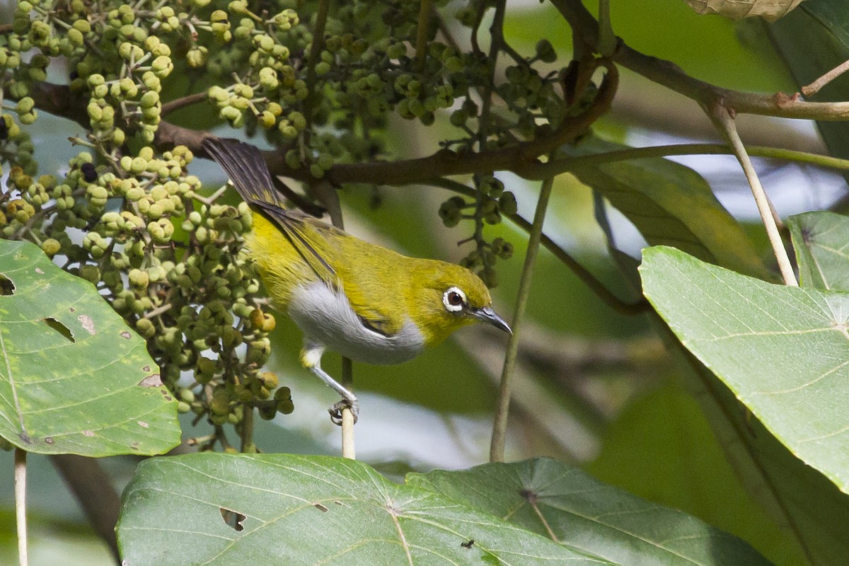 Hume's White-eye - ML131981001