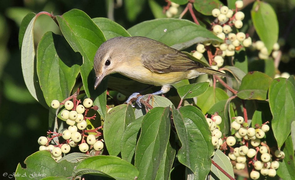 Warbling Vireo - Julie Gidwitz