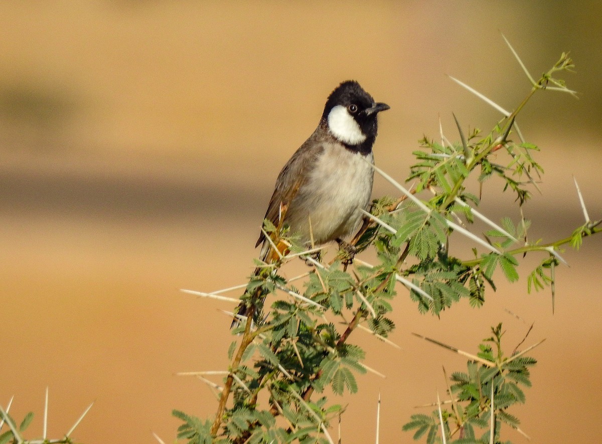 White-eared Bulbul - ML131982211