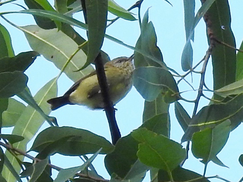 Striated Thornbill - ML131983491