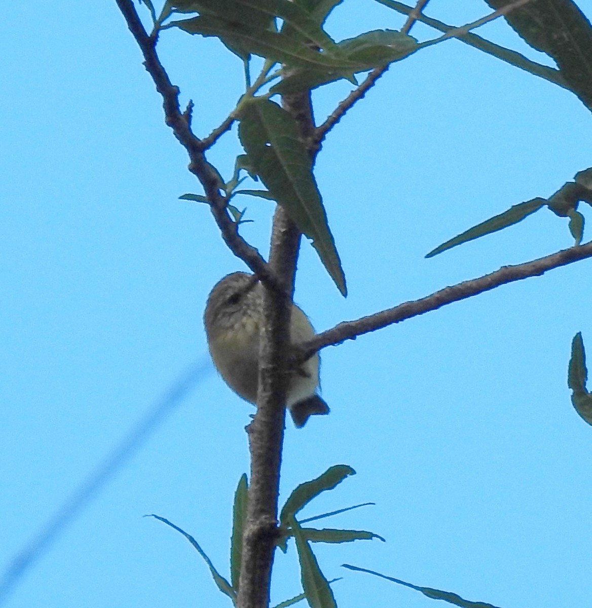 Striated Thornbill - ML131983511