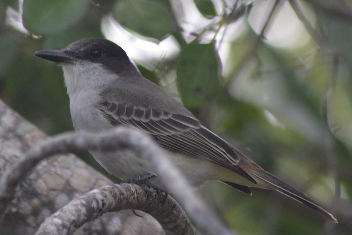 Antillenkönigstyrann - ML131985431