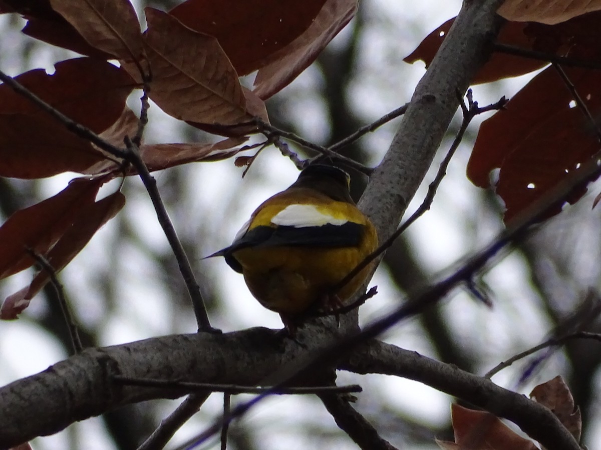 Evening Grosbeak - ML131985931