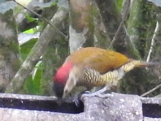 Golden-olive Woodpecker (rubripileus) - ML131986511