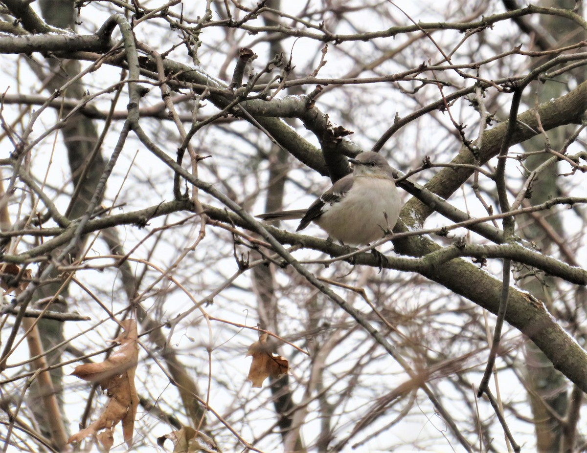 Northern Mockingbird - ML131986561