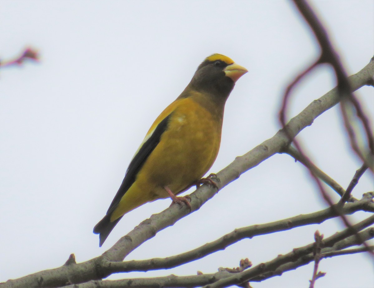 Evening Grosbeak - ML131986731