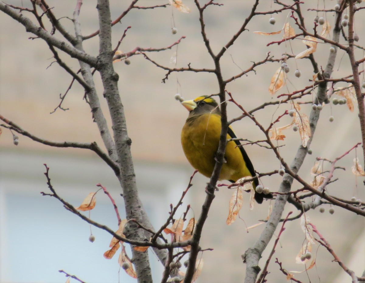 Evening Grosbeak - ML131986911