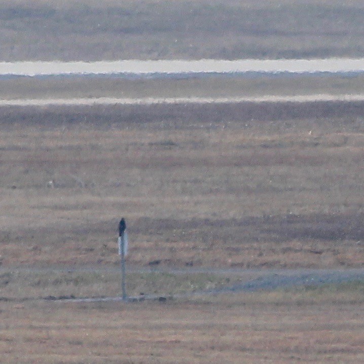 hawk sp. - ML131989681