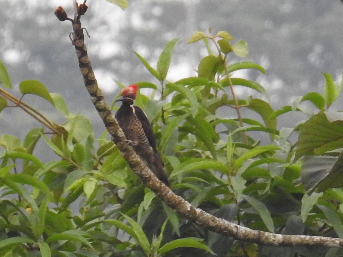 Lineated Woodpecker - ML131989971