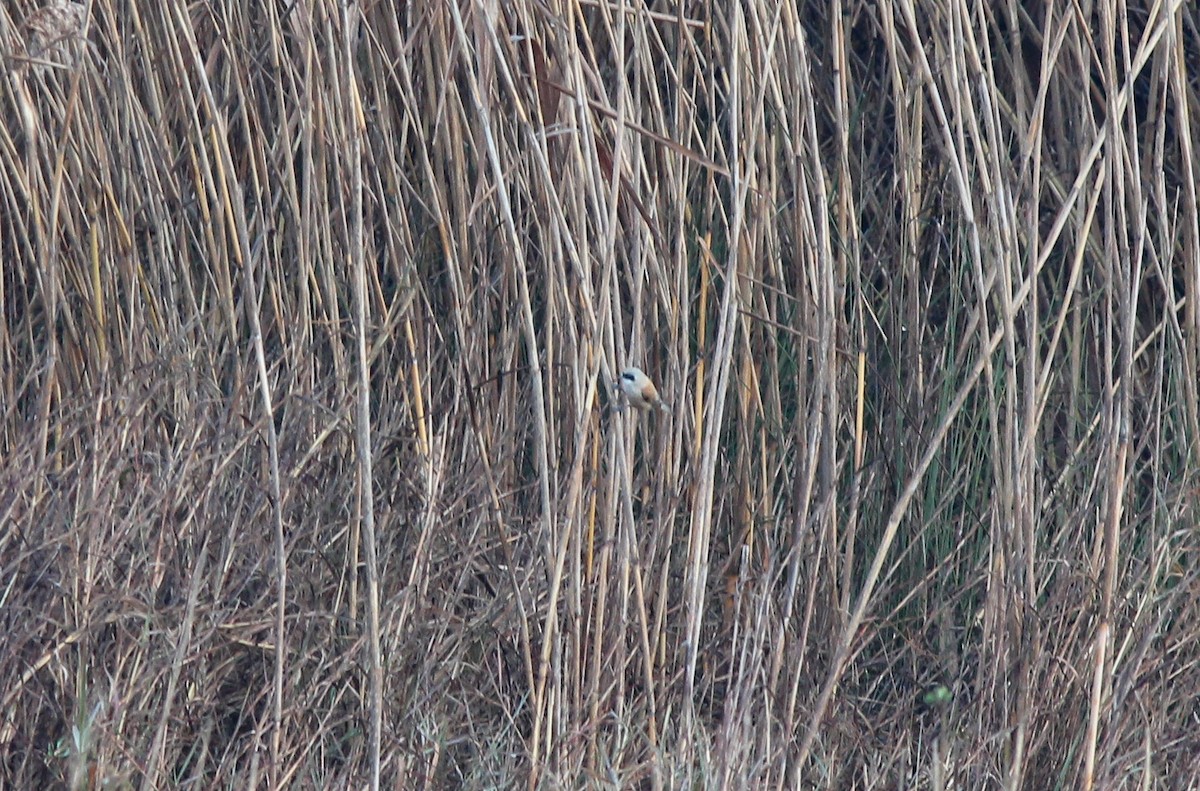 Eurasian Penduline-Tit - ML131990911