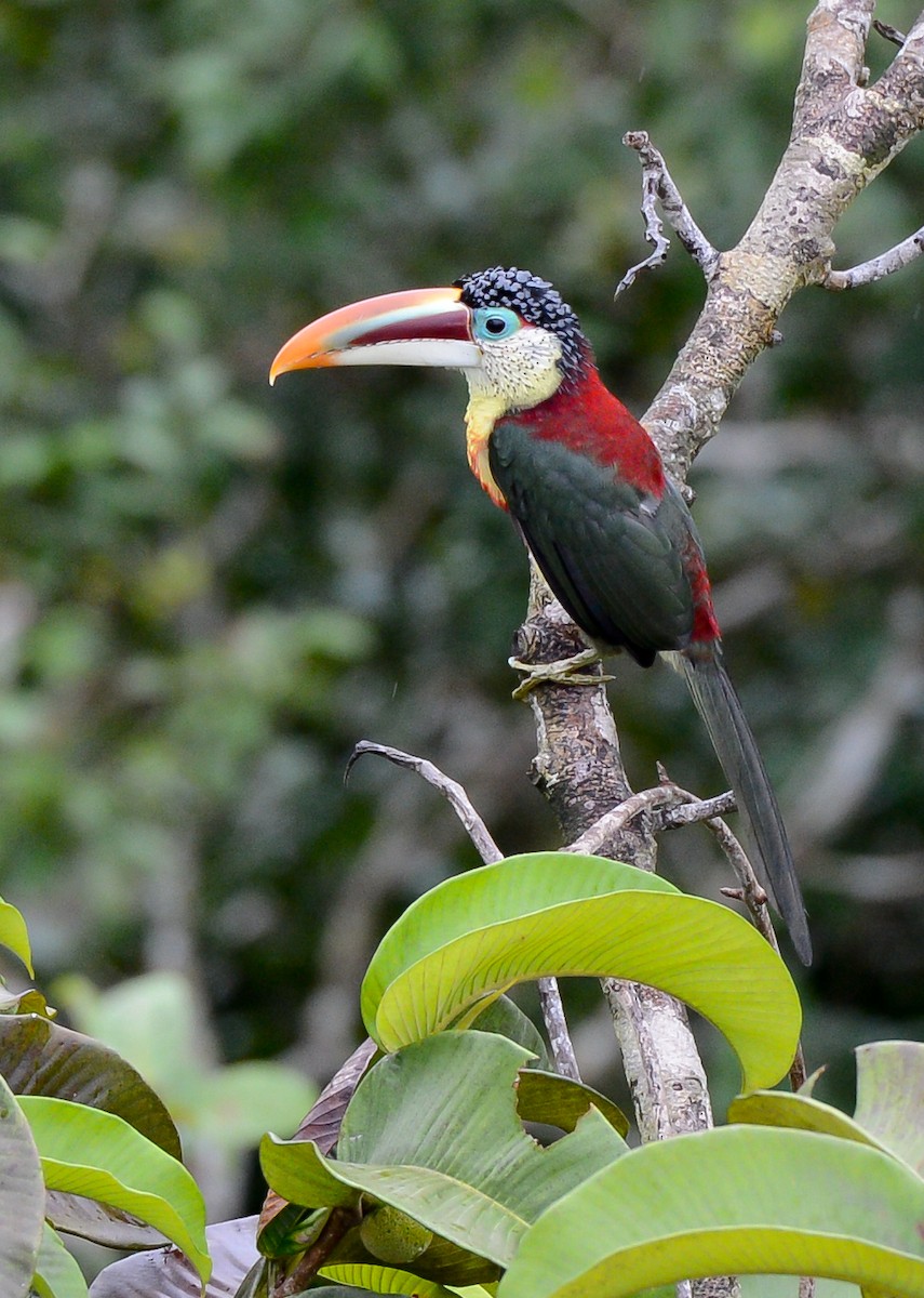 Curl-crested Aracari - ML131991841