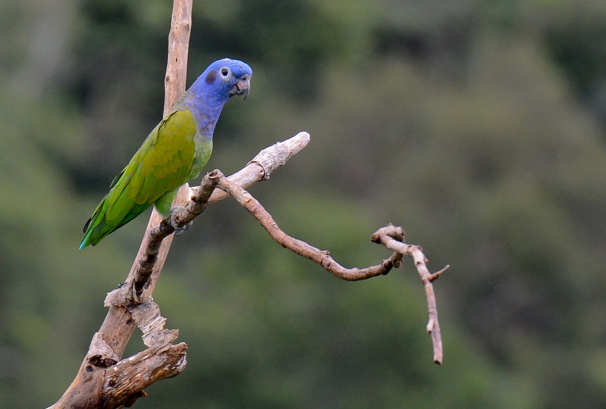 Blue-headed Parrot - ML131992121