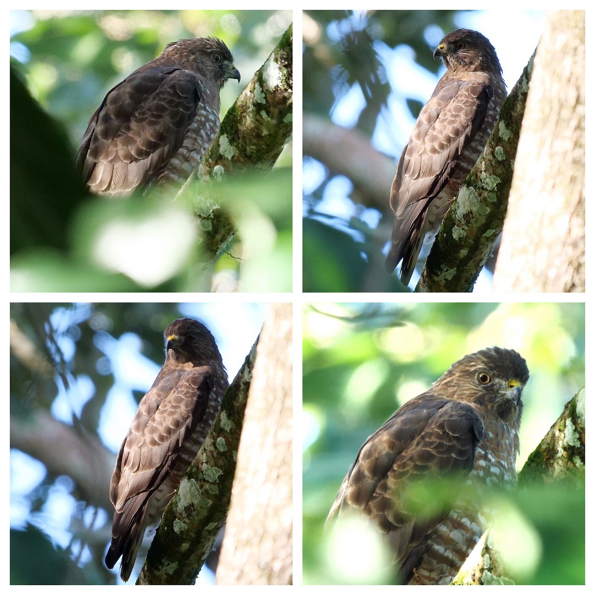 Broad-winged Hawk - ML131992511