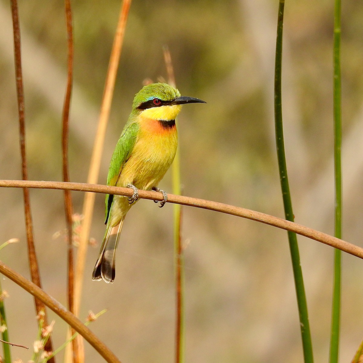 Little Bee-eater - Nick Ramsey