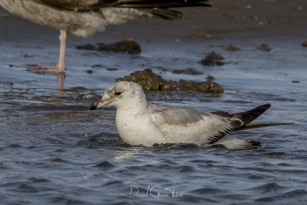 Ring-billed Gull - ML131994301