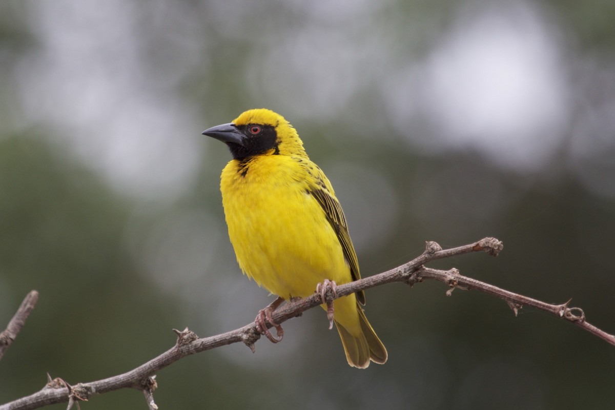 Village Weaver - ML131994901